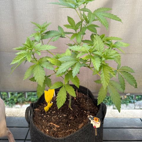 Wedding Cake  growlog timeline photo
