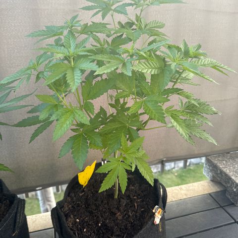 Wedding Cake  growlog timeline photo