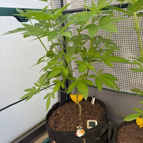 Wedding Cake  growlog timeline photo