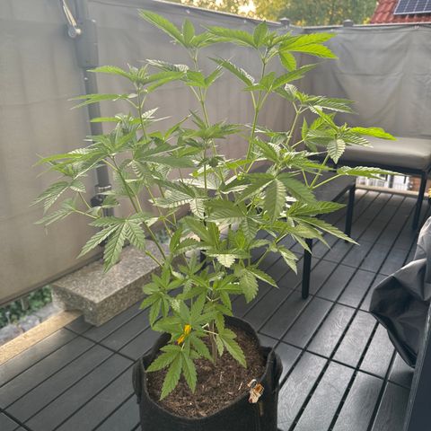 Wedding Cake  growlog timeline photo