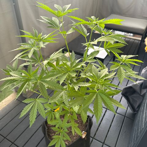 Wedding Cake  growlog timeline photo