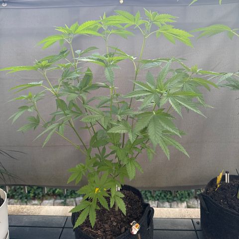 Wedding Cake  growlog timeline photo