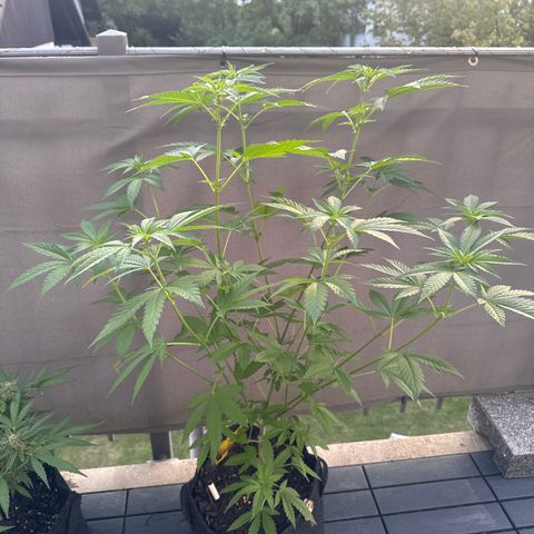 Wedding Cake  growlog timeline photo