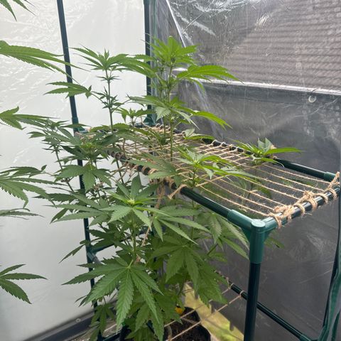 Wedding Cake  growlog timeline photo