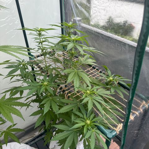 Wedding Cake  growlog timeline photo