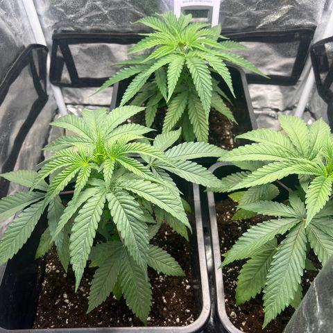 Gorilla und dynamite diesel  growlog timeline photo