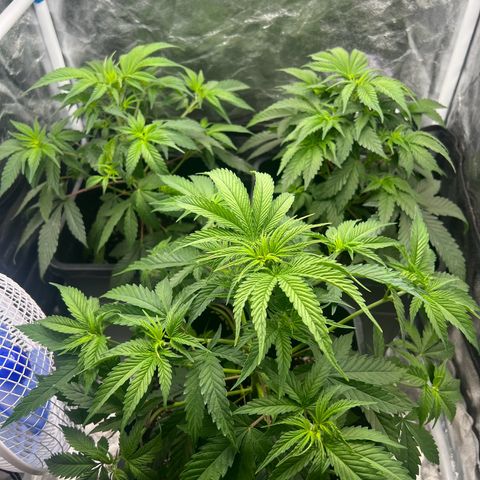 Gorilla und dynamite diesel  growlog timeline photo