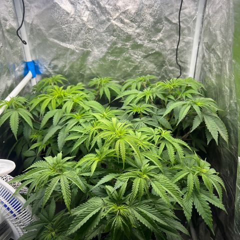 Gorilla und dynamite diesel  growlog timeline photo