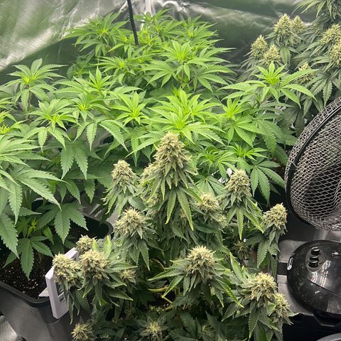 Gorilla und dynamite diesel  growlog timeline photo