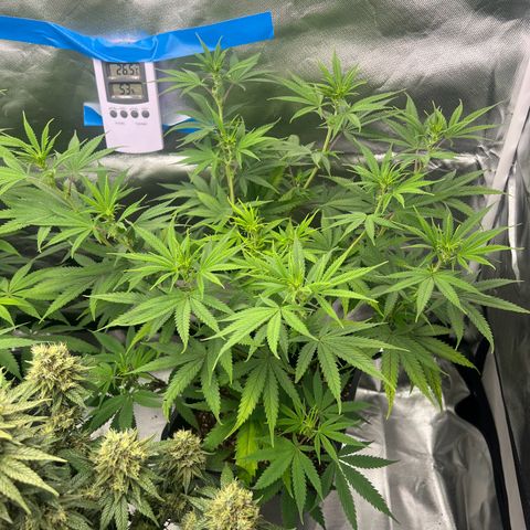 Gorilla und dynamite diesel  growlog photo: 50 cm hoch 