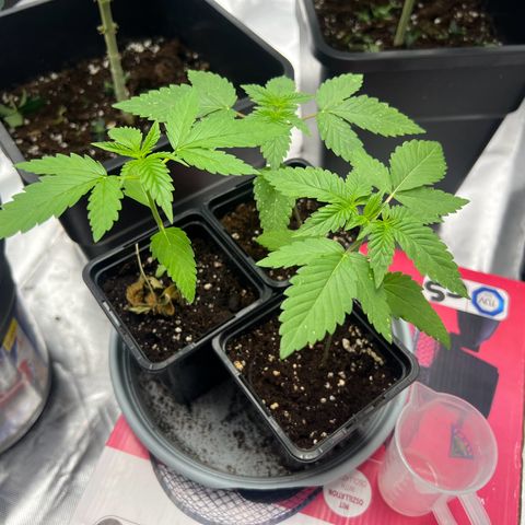 Gorilla und dynamite diesel  growlog timeline photo
