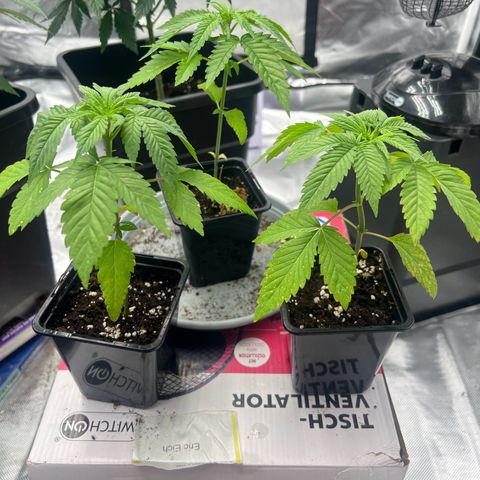 Gorilla und dynamite diesel  growlog timeline photo