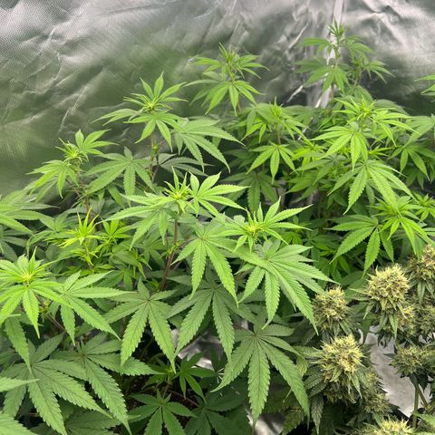 Gorilla und dynamite diesel  growlog photo: Dynamit Diesel 