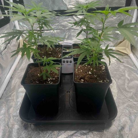 MAC  #1 growlog timeline photo