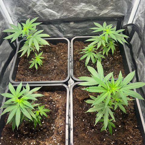 MAC  #1 growlog photo: Umgetopft 
