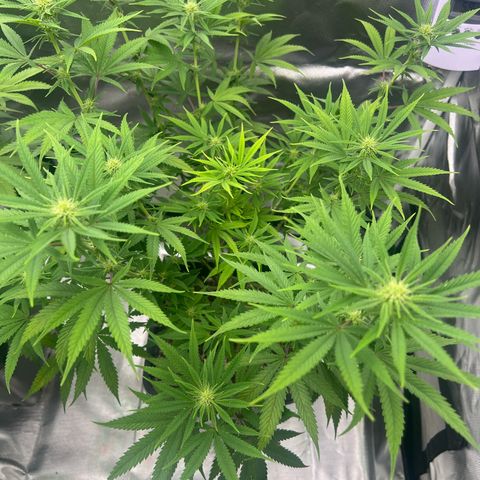 Gorilla und dynamite diesel  growlog photo: Royal Gorilla 