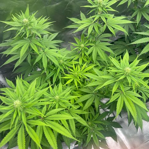Gorilla und dynamite diesel  growlog photo: Dynamite Diesel 