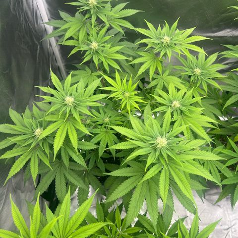 Gorilla und dynamite diesel  growlog photo: Dynamit Diesel 