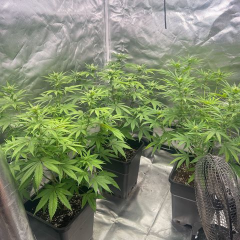 Gorilla und dynamite diesel  growlog photo: Alle 3 zusammen 