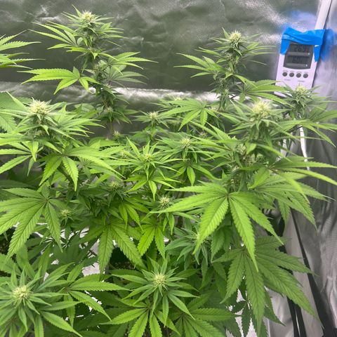 Gorilla und dynamite diesel  growlog timeline photo