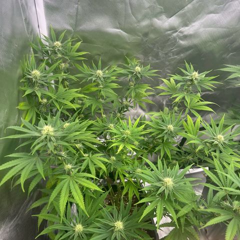 Gorilla und dynamite diesel  growlog timeline photo