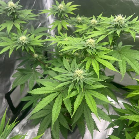 Gorilla und dynamite diesel  growlog timeline photo