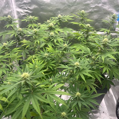 Gorilla und dynamite diesel  growlog timeline photo