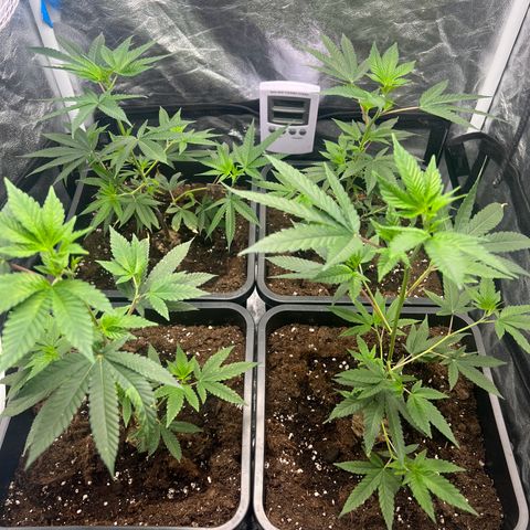 MAC  #1 growlog timeline photo