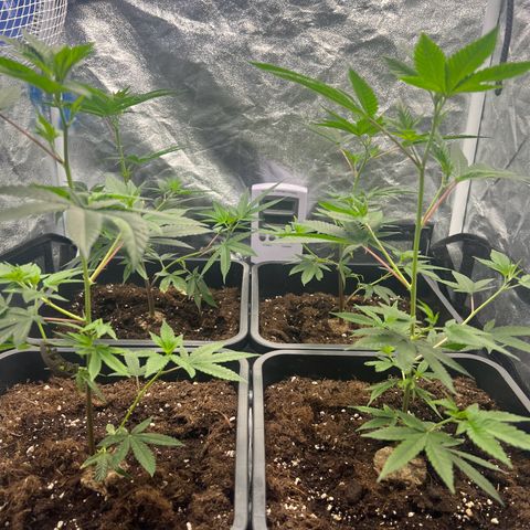 MAC  #1 growlog timeline photo