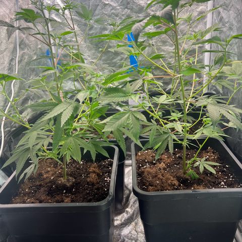 MAC  #1 growlog photo: 40cm Höhe 