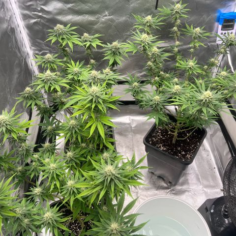 Gorilla und dynamite diesel  growlog photo: Hühnchen gerupft 