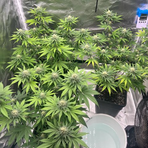 Gorilla und dynamite diesel  growlog timeline photo
