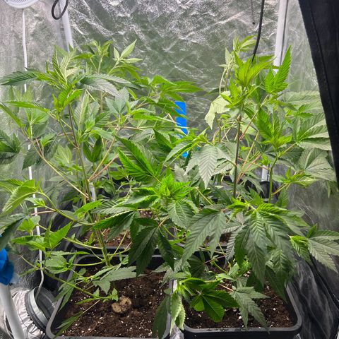 MAC  #1 growlog photo: 50 cm