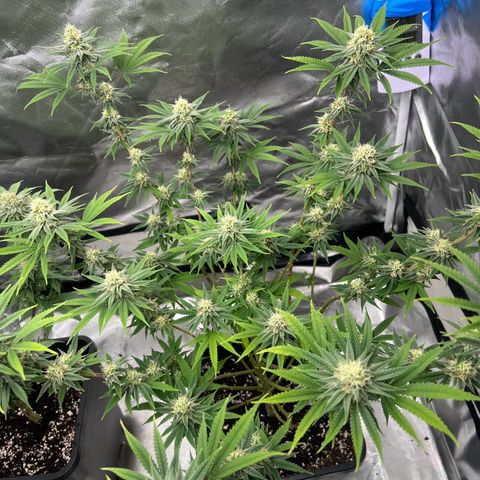 Gorilla und dynamite diesel  growlog timeline photo