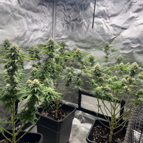 Gorilla und dynamite diesel  growlog timeline photo