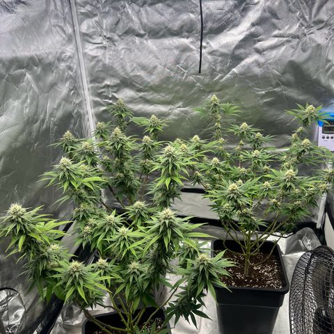 Gorilla und dynamite diesel  growlog timeline photo