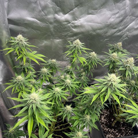 Gorilla und dynamite diesel  growlog timeline photo