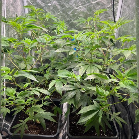 MAC  #1 growlog timeline photo