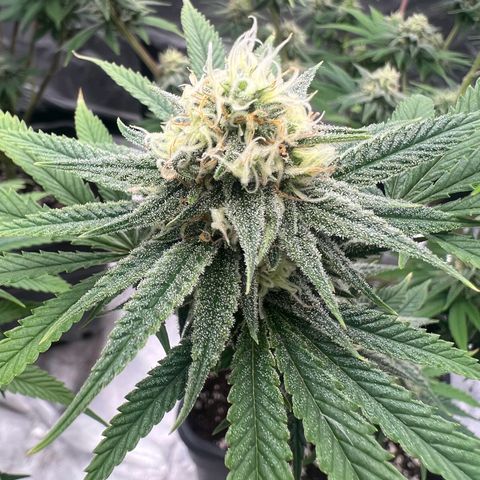 Gorilla und dynamite diesel  growlog photo: Gorilla 