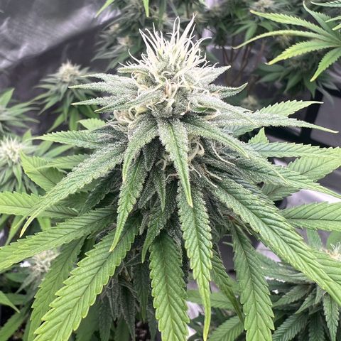 Gorilla und dynamite diesel  growlog photo: Dynamit Diesel 