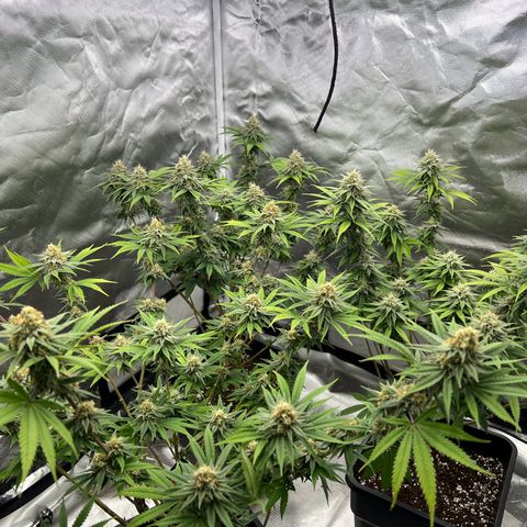 Gorilla und dynamite diesel  growlog timeline photo