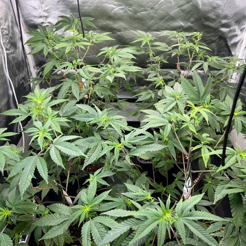 MAC  #1 growlog timeline photo