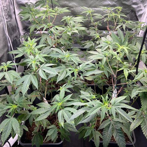 MAC  #1 growlog timeline photo