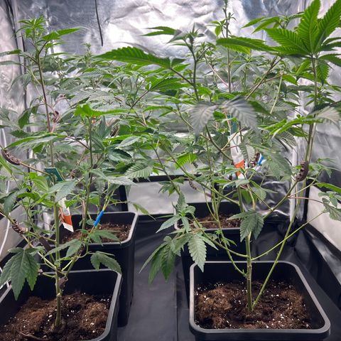 MAC  #1 growlog timeline photo