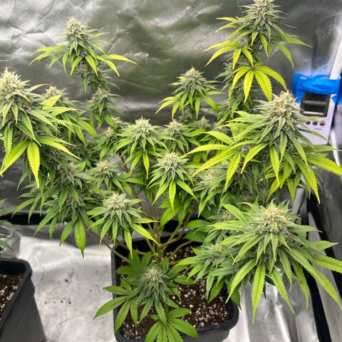 Gorilla und dynamite diesel  growlog photo: Dynamit Diesel 