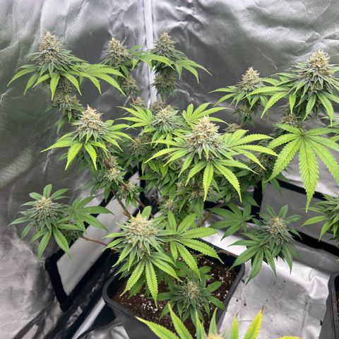Gorilla und dynamite diesel  growlog photo: Dynamit Diesel 