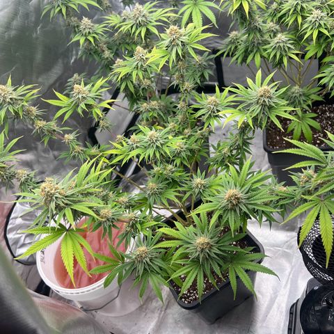 Gorilla und dynamite diesel  growlog photo: Gorilla 