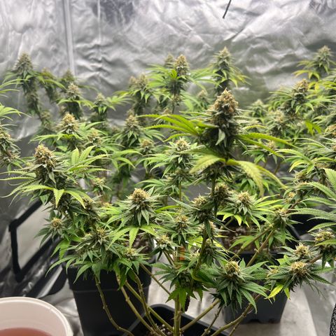 Gorilla und dynamite diesel  growlog timeline photo