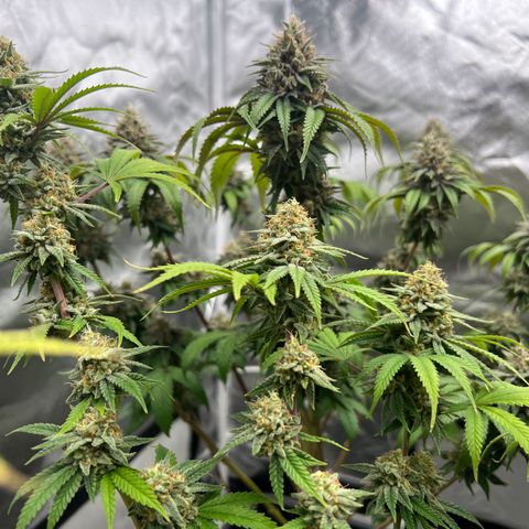 Gorilla und dynamite diesel  growlog timeline photo