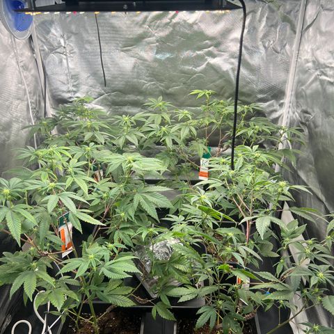 MAC  #1 growlog timeline photo